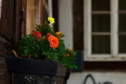 Zašto vam redovno venu biljke kupljene u prodavnici?