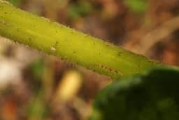 Biljka čiji ubod izaziva najgori osjećaj bola koji možete da zamislite!