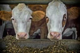 Značaj vitamina i minerala u pravilnoj ishrani goveda