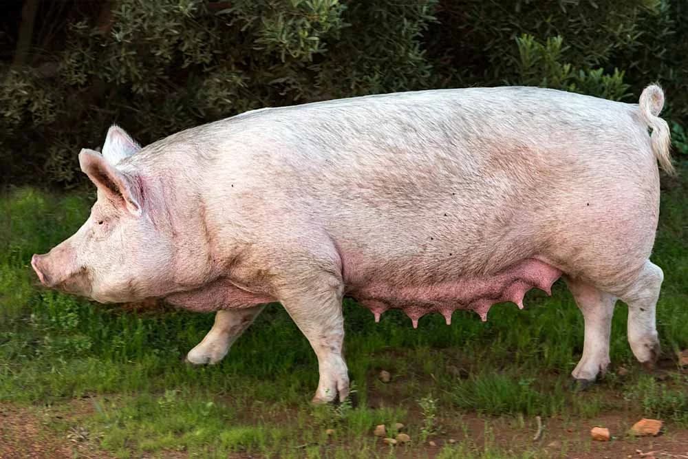 krmača
