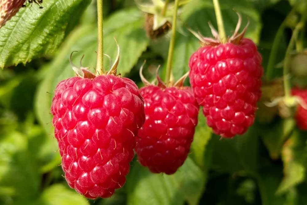 Sorta maline Enrosadira - Otporna na bolesti, krupna i slatka