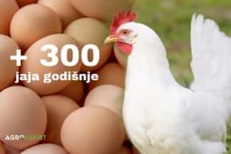 AMERIČKI LEGHORN - Rasa dobrih nosilja