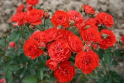 Uz poseban dodatak zemlji, vaše ruže cvjetaće cijelo ljeto