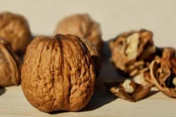 IBAR, VUJAN I OVČAR - Domaće otoporne sorte ORAHA viseoke rodnosti