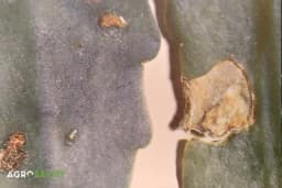 Bolesti sobnih biljaka