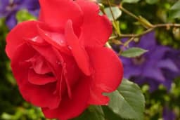 Upozorenje čuvenog baštovana za sve koji imaju ruže: Uradite ovo u februaru