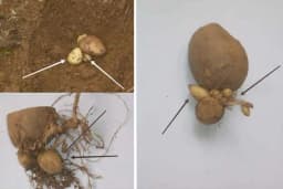 Babičavost krompira - Pojava na krtolama koja smanjuje prinos