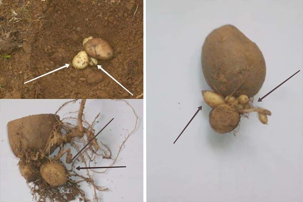 babičavost krompira