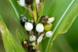 Bogorodičine suze - Savjeti za uzgoj biljke od koje se prave brojanice