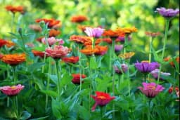 Niske temperature u martu - Kako sačuvati posađeno cvijeće