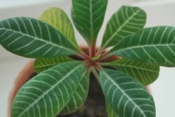 GREŠKA KOJA UBIJA CVIJEĆE - Kako pravilno očistiti sobne biljke od prašine