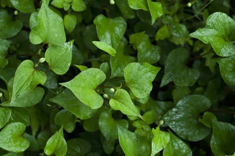 Houttuynia cordata