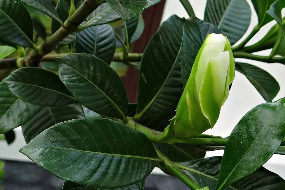 gardenija