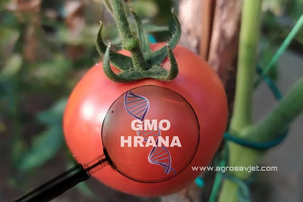 gmo hrana