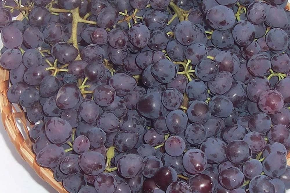 grožđe sorta nada