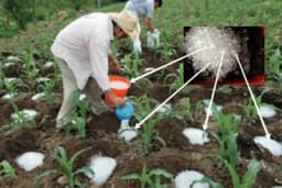 Hidrogel - Omogućava preživaljavanje biljaka u sušnom periodu