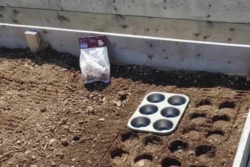 redovi u bašti