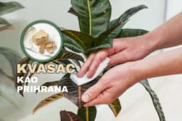 Napravite domaću prihranu od kvasca za bujno cvijeće