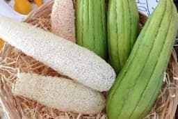 Lufa – Kako se gaji "tikva spužva"