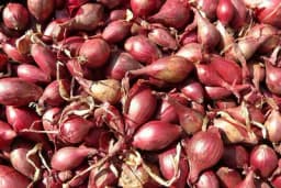 Jesenja sadnja arpadžika - Kako osigurati visoke prinose?