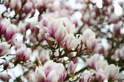 Bijela, roze, purpurna: Magnolija - kraljica proljećnog cvijeća