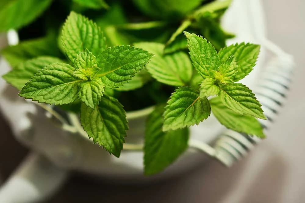 menta