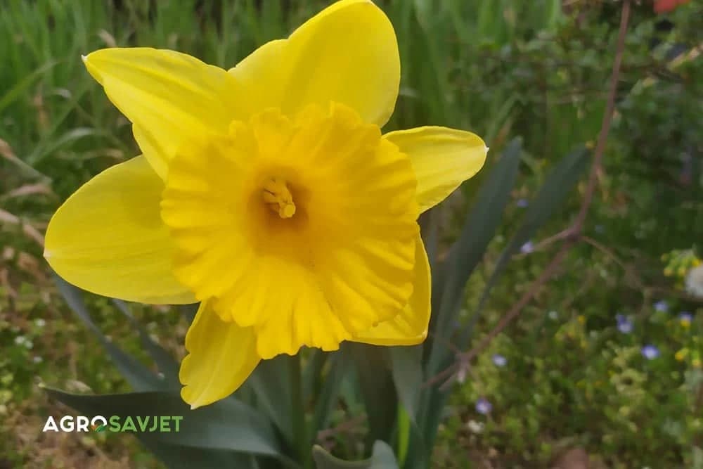 narcis