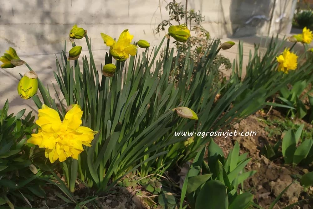 narcis