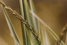 PIREVINA - Iskoristite ljekovitost ovog DOSADNOG KOROVA