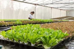 Umijeće proizvodnje rasada - Ključni faktori za visok prinos i kvalitet