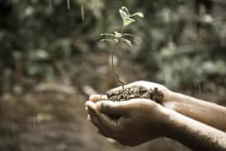 Kako da se osigura dobro pirmanje voćki i drveća prilikom sadnje