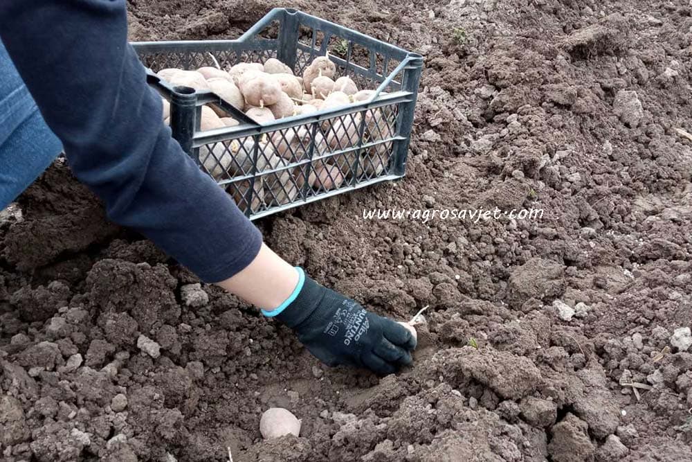 sadnja krompira
