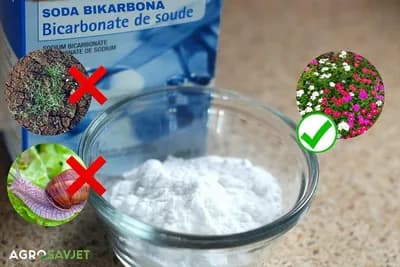 Soda bikarbona uništava korove i puževe, pospješuje cvjetanje i podmlađuje biljke