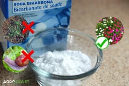 Soda bikarbona uništava korove i puževe, pospješuje cvjetanje i podmlađuje biljke