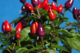 Kako uspješno uzgojiti UKRASNE LJUTE PAPRIČICE