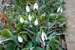 I visibabe se zbunile - Umjesto proljeća, najavile Novu godinu