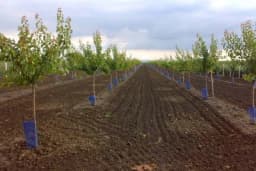 Stabla mladih voćaka vam se naginju na jednu stranu - Evo kako to ispraviti