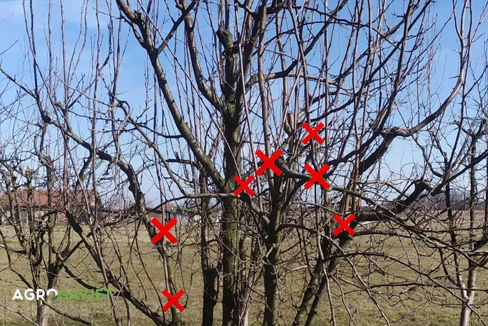 vodopije