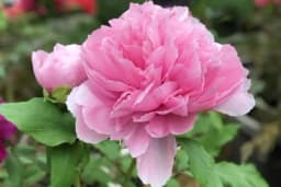 Savjet uz koji će vam božuri ove godine biti nikad raskošniji