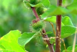 Ruska travarka Elena tvrdi - Ova tri korova su dar, a evo kako da ih upotrijebite