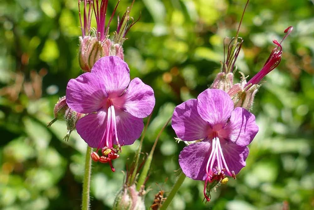 geranijum