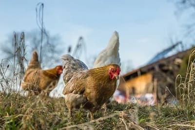 Kako suzbiti grinje/tekut kod živine?