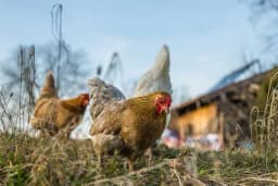 Kako suzbiti grinje/tekut kod živine?