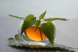 Pročistite organizam pomoću koprive - Recept za ljekovitu mješavinu