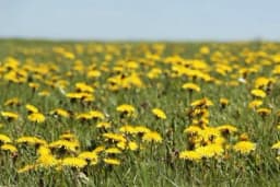 Maslačak vam može pomoći ako imate brojne zdravstvene probleme: Evo i koje