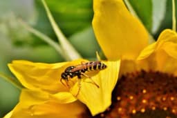 Kako ose čuvaju povrtanjak od štetočina?