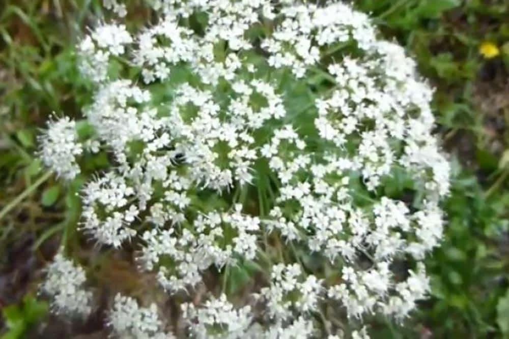 raskovnik