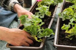 Vrtlarica podijelila briljantan trik koji olakšava sadnju - Kako se toga nismo prije sjetili!