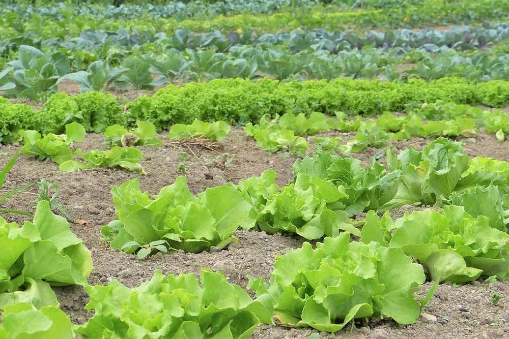 salata