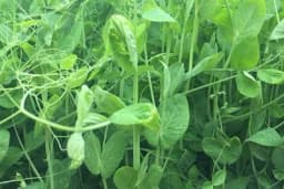 Načini iskorišćavanja stočnog graška u ishrani životinja